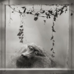 Anne Berry