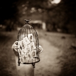 Lori Vrba: Old Maid