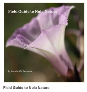 Field Guide to Nola Nature by Paricia Bernstein