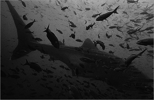 "Whale Sharks" by Karen Glaser