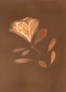 Azalea and Leaves by Natasha Sanchez