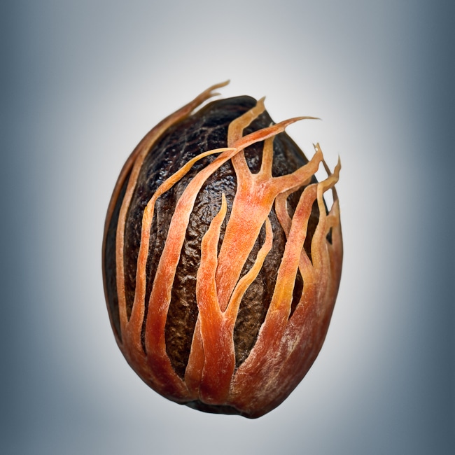 Svjetlana Tepavcevic - Means of Reproductions no. 807, MYRISTICA FRAGRANS (nutmeg with mace)