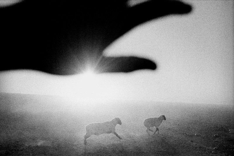 Matt Black - Sheep at dawn. Firebaugh, California.