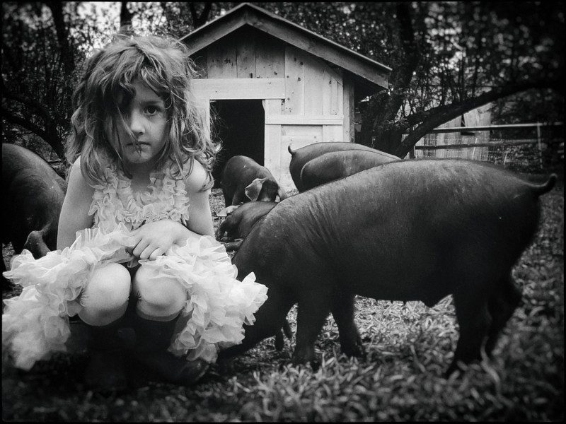 Kathryn Oliver - Vera And The Pigs, 2015