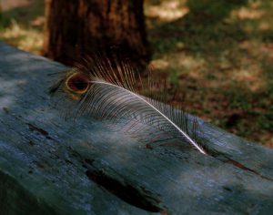 Rachel Boillot - Peacock Feather | Moon Shine: Photographs of the Cumberland Plateau | PhotoNOLA 2018