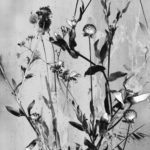 Flora: New Works by Marcy Palmer | Claire Elizabeth Gallery | PhotoNOLA 2018