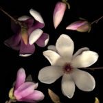 Theresa Cassagne: Botanicals by Design | Ochsner Hospital | PhotoNOLA 2018