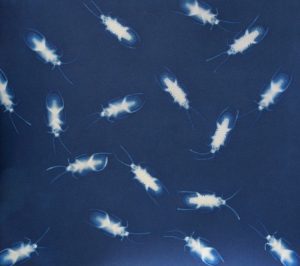 David Armentor "Roaches" Cyanotype on Paper
