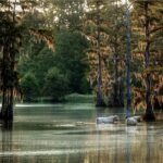 Cane River Cows, John Paul Thompson