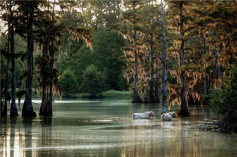 Cane River Cows, John Paul Thompson