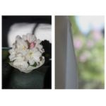 Sandi Haber Fifield - Sunday Morning, 2012 03-sandihaberfifield_sunday-morning201272