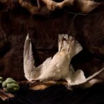 Sarah Cusimano Miles - Herring Gull 2-cusimano-miles_sarah_herring-gull72