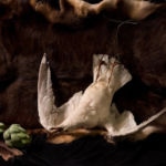 Sarah Cusimano Miles - Herring Gull 2-cusimano-miles_sarah_herring-gull72