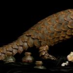 Sarah Cusimano Miles - Pangolin 8-cusimano-miles_sarah_pangolin72