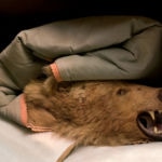 Sarah Cusimano Miles - Brown Bear 9-cusimano-miles_sarah_brown-bear72