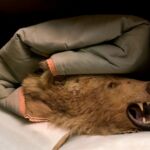 Sarah Cusimano Miles - Brown Bear 9-cusimano-miles_sarah_brown-bear72