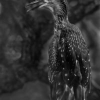 <a href="http://janarrigo.com" target="_blank">Jan Arrigo</a> Jan Arrigo