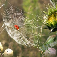 OLYMPUS DIGITAL CAMERA OLYMPUS DIGITAL CAMERA