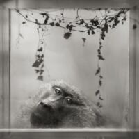 Anne Berry