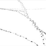 Elizabeth Stone - Snow Tracks 8
