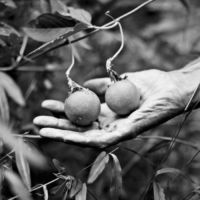 <a href="http://www.frankhamrick.com" target="_blank">Frank Hamrick</a> Frank Hamrick