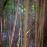 <a href="http://www.laurielambrecht.com" target="_blank">Laurie Lambrecht</a> Laurie Lambrecht