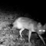 Lee Deigaard - Border Crossing Lee Deigaard - Border Crossing