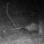 Lee Deigaard - Foil Lee Deigaard - Foil