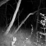 Lee Deigaard - Salome Lee Deigaard - Salome