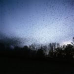 Kathleen Robbins - Blackbirds robbins_kathleen_blackbirds72
