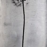S. Gayle Stevens