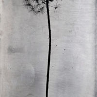 <a href="http://www.sgaylestevens.com" target="_blank">S. Gayle Stevens</a> S. Gayle Stevens