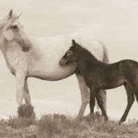 <a href="http://susanhillyard.com" target="_blank">Susan Hillyard </a>