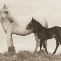 <a href="http://susanhillyard.com" target="_blank">Susan Hillyard </a>