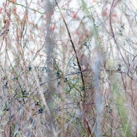 <a href="http://LaurieLambrecht.com" target="_blank">Laurie Lambrecht</a>