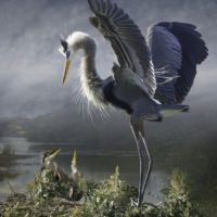 <a href="http://www.cherylmedow.com" target="_blank">Cheryl Medow</a>