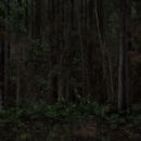 Jeanine Michna-Bales: Southern Pine Forest