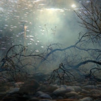 <a href="http://JaneFultonAlt.com" target=blank>Jane Fulton Alt</a>