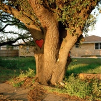 <a href="http://colleenmullins.net" target=blank>Colleen Mullins</a>