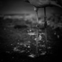 <a href="http://sharonkainphotography.com " target=blank>Sharon Kain</a>