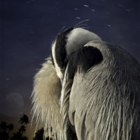 <a href="http://cherylmedow.com" target=blank>Cheryl Medow</a>