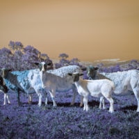 <a href="http://www.callimccaw.com" target=blank>Calli McCaw</a>