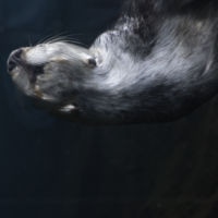 <a href="http://www.dtramontozzi.com" target=blank>Donna Tramontozzi</a>