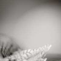 <a href="http://www.juliefischermccarter.com" target=blank>Julie Fischer McCarter</a>