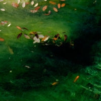 <a href="http://www.annesduncanphotography.com" target=blank rel="noopener noreferrer">Anne Duncan</a>