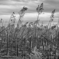 <a href="https://dougeng.art" target=blank rel="noopener noreferrer">Douglas Eng</a>