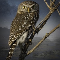 <a href="http://cherylmedow.com" target=blank rel="noopener noreferrer">Cheryl Medow</a>