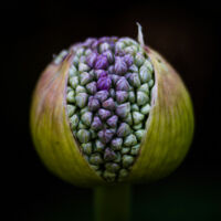 <a href="http://www.chipstandiferphotography.com" target=blank rel="noopener noreferrer">Chip Standifer </a>