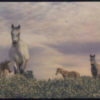 <a href="https://careygough.format.com/" target="_blank">Carey Neal-Gough</a> Carey Neal-Gough